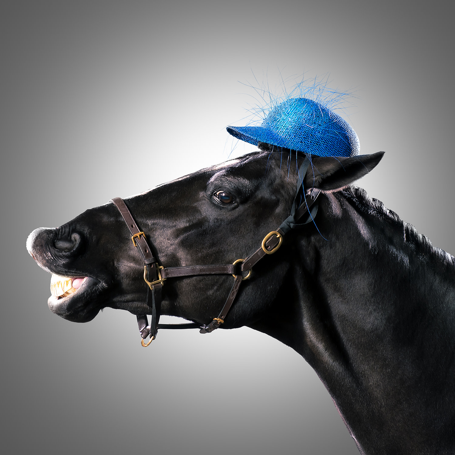 Horses in hats Racing season starts with some equine fashion fun